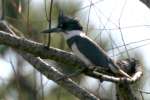 Belted Kingfisher
