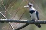 Belted Kingfisher