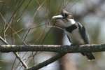 Belted Kingfisher