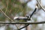 Belted Kingfisher