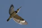 Belted Kingfisher