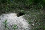 Red Fox Den Entrance