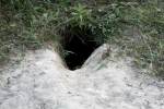 Red Fox Den Entrance