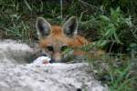 Red Fox Kit