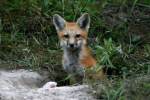 Red Fox Kit