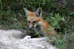 Red Fox Kit