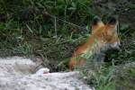 Red Fox Kit