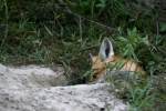 Red Fox Kit