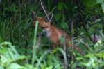 Red Fox Kit