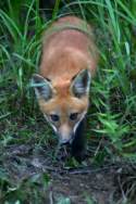 Red Fox Kit