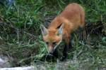 Red Fox Kit
