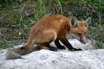 Red Fox Kit