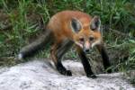 Red Fox Kit