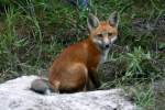 Red Fox Kit