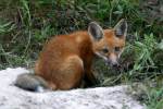 Red Fox Kit