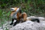 Red Fox Kit