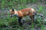 Red Fox Kit