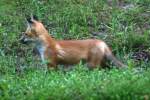Red Fox Kit