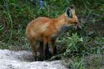 Red Fox Kit