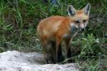 Red Fox Kit