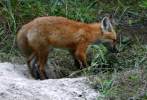 Red Fox Kit
