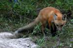 Red Fox Kit