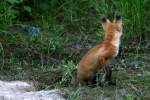 Red Fox Kit