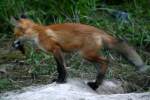 Red Fox Kit