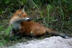 Red Fox Kit