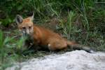 Red Fox Kit