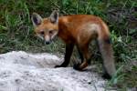 Red Fox Kit