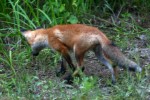 Red Fox Kit
