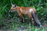 Red Fox Kit