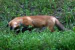 Red Fox Kit