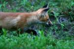 Red Fox Kit