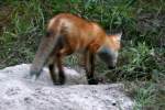Red Fox Kit