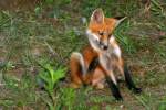 Red Fox Kit