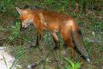 Red Fox Kit