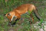 Red Fox Kit