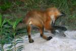 Red Fox Kit