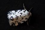 Hebrew Moth