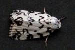 Hebrew Moth