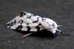 Hebrew Moth