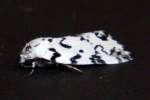 Hebrew Moth