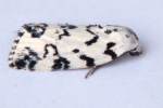 Hebrew Moth
