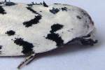 Hebrew Moth