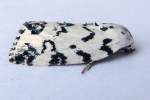 Hebrew Moth