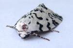 Hebrew Moth