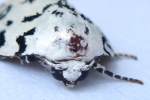 Hebrew Moth