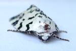 Hebrew Moth